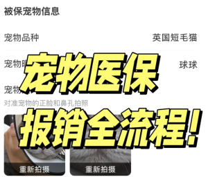 支付宝宠物保险报销流程 支付宝宠物保险报销比例【全面指导】